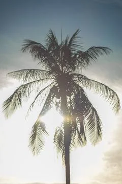 2 palms or coconuts trees. Stock Photos