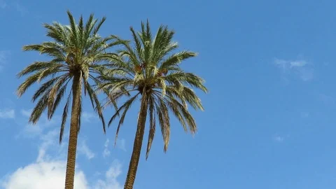 2 Palms trees on little cloudy blue sky dancing by the wind Stock Footage 111781273