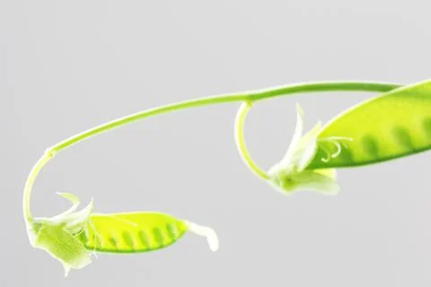 2 Pea Pods Stock Photos