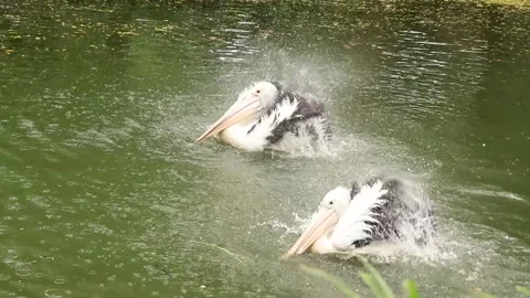 2 pelicans bathing simultaneously and in sync in the pond Stock Footage 229107658