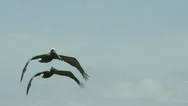 2 Pelicans Pelican Bird Flying In Sky - Pair Of Birds Flapping Wings Stock Footage