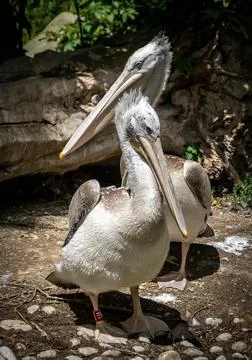 2 PELICANS Stock Photos