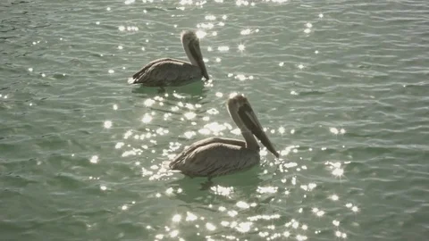 2 Pelicans in water Stock Footage 78541517