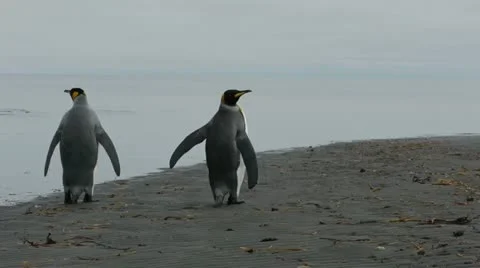 2 Penguins walk into the ocean Stock Footage 11957954