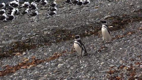 2 penguins walk on a pebble beach in Magdalena island, Patagonia. Stock Footage 103370075