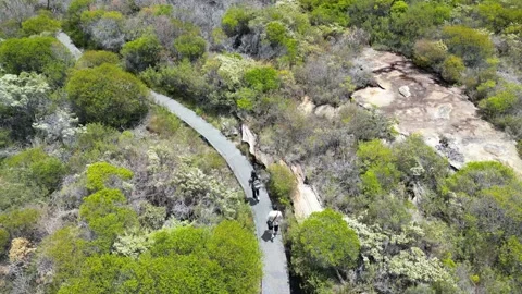 2 people walking in the bush Stock Footage 229506960