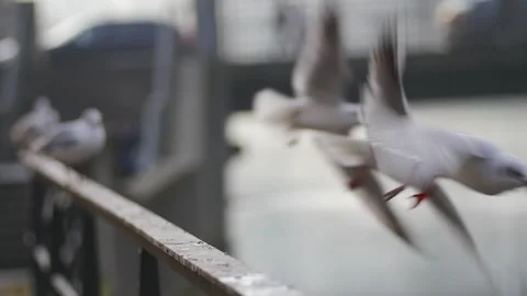 2 pigeons sitting on rail and flying off in slow motion Stock-Footage 147997247