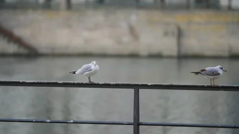 2 pigeons sitting on rail and flying away in slow motion Stock-Footage 147998317