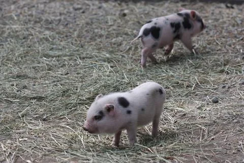 2 Piglets Stock Photos