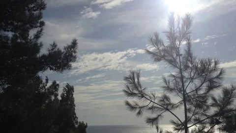 2 Pine trees with cones and needles in the wind against the sea &amp; sky Stock Footage 119308171