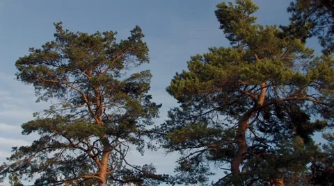 2 pine trees in wind Stock Footage 4711227