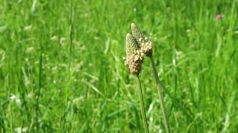 2 plants got together Stock-Footage 133405443