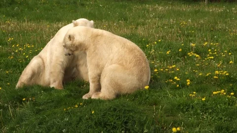 2 polarbears in the grass playing Stock Footage 104149384