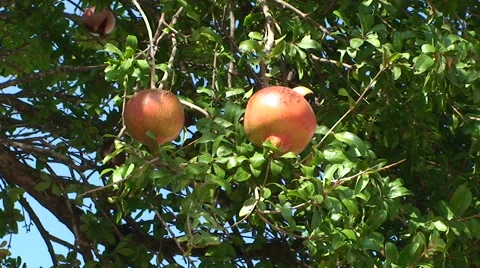 2 pomegranates in a tree Stock Footage 49965951