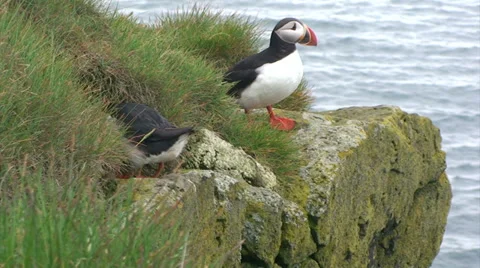 2 puffins on a cliff edge Stock Footage 37299349
