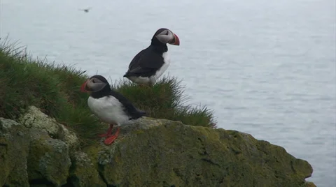2 Puffins on a cliff, looking around Stock Footage 37300598