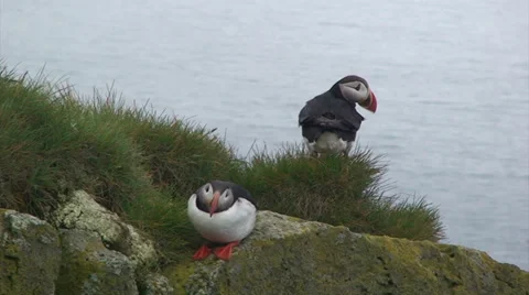 2 puffins looking around in opposite directions from a cliff Stock Footage 37301202