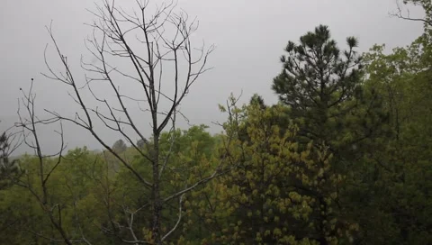 2 rack rain on trees2 Видео 3880038