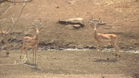 2 RAM IMPALAS Stock Footage 51558526