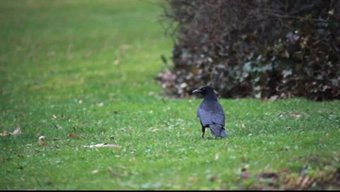 2 Raven Stock-Footage 7906910