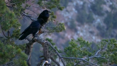 2 Ravens being Intimate Stock Footage 166047359