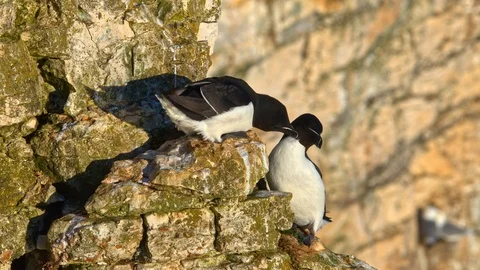 2 Razorbill cling to cliff face lit by golden hour light at sunrise Stock Footage 108867741