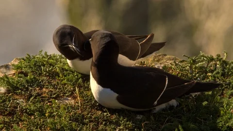 2 Razorbill preen each other in a loving fashion at sunrise 스톡 동영상 108867893