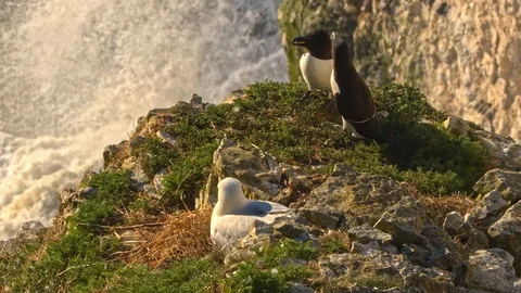 2 Razorbill sit on the edge of cliff top observed by nesting Herring Gull Stock Footage 108867412