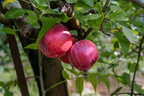2 red apples on tree branch Stock Photos