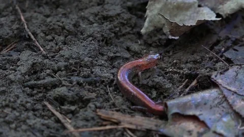 2 red back salamanders Stock Footage 81820806