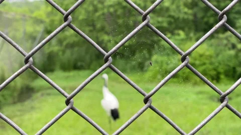 2 Red-Crowned Crane Resting under the rainy day Stock Footage 157842637