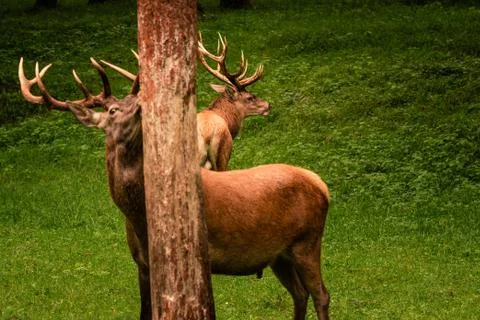 2 red deer in a forest in the Belgian Ardennes Stock Photos