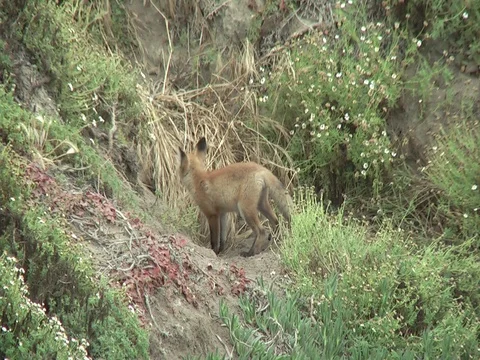 2 red fox cubs. 1 goes into den Stock Footage 110375665