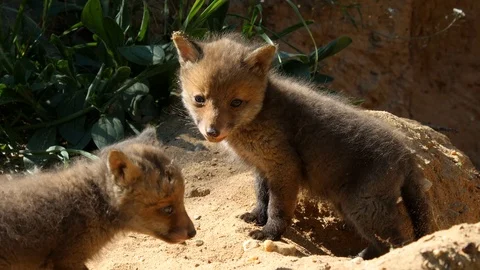 2 Red fox cubs exploring neighborhood, wildlife - vulpes vulpes - 4K stock video Stock Footage 112409215