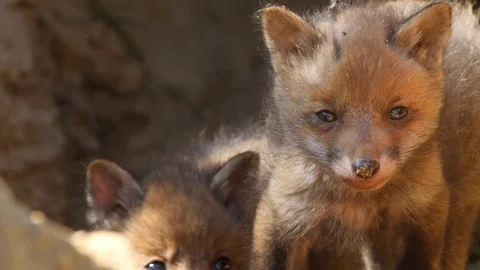 2 Red fox cubs exploring neighborhood, wildlife - vulpes vulpes - 4K stock video Stock Footage 112409430