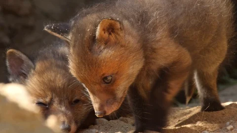 2 Red fox cubs exploring neighborhood, wildlife - vulpes vulpes - 4K stock video Stock Footage 112413699