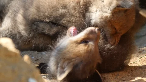 2 Red fox cubs fighting hard, wildlife - vulpes vulpes - UHD/4K stock video Stock Footage 112410337