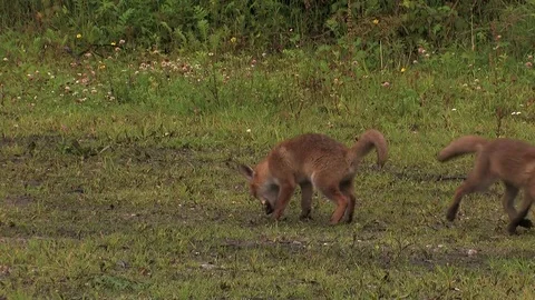 2 red fox puppies fighting for food after rain - wildlife - HD stock video Stock Footage 82207197
