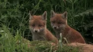 2 Red Fox Puppies (Vulpes Vulpes) Watching In Front Of Their Den - Wildlife Stock Footage