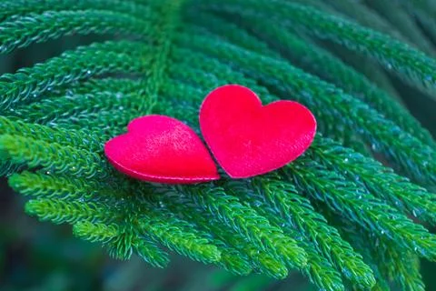 2 red hearts on a pine background Conveys the love between two people that re Stock Photos