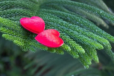 2 red hearts on a pine background Conveys the love between two people that re Stock Photos