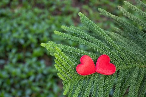 2 red hearts on a pine background Conveys the love between two people that re Stock Photos