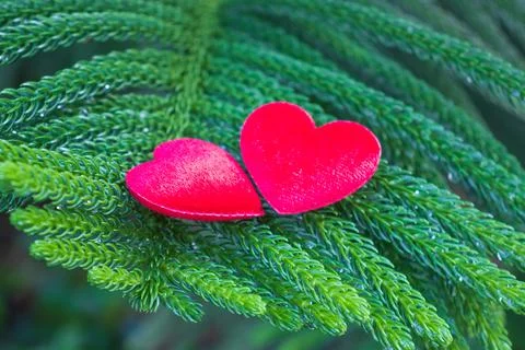 2 red hearts on a pine background Conveys the love between two people that re Stock Photos