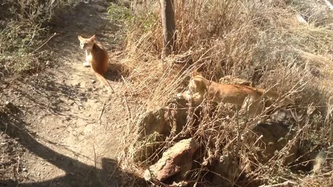 2 Red Kittens cats Plays in Wild Nature in Summer Stock Footage 119688499