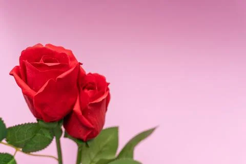 2 red roses on the left side, pink background Foto stock