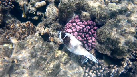 2 Red Sea Underwater Diving With Corals And Tropical Fish Stock Footage 308183644