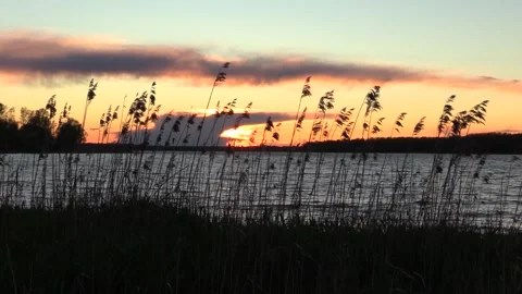 2. Reeds at sunset Stock Footage 133960909