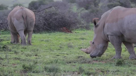 2 rhino's feeding Stock Footage 21817409