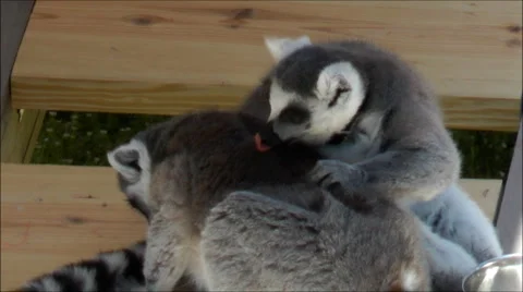 2 Ring tailed Lemurs grooming Vídeos de archivo 1899104