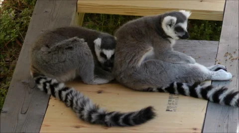 2 Ring tailed Lemurs resting 스톡 동영상 1906492